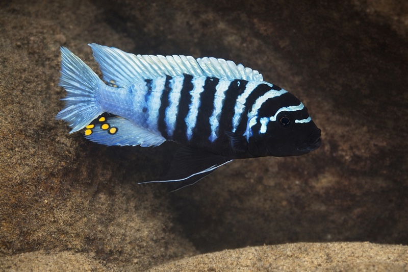 Maylandia zebra 'Sanga'